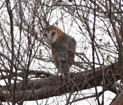 This Barn Owl flew out of the cotton gin and into a tree just to the south.