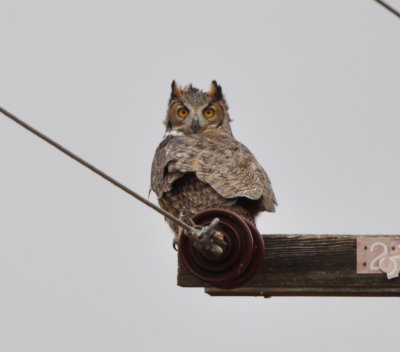 We think this Great Horned Owl flew out of the cotton gin too.
