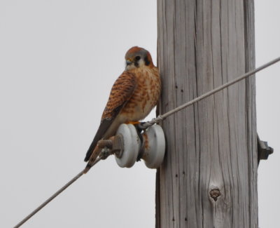 We saw many American Kestrels
and one or two let us take photos of them.