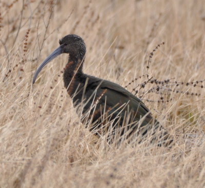 Dark Ibis