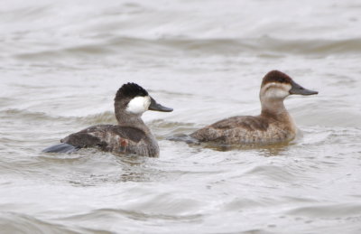 Male and female Ruddy Ducks