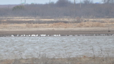 Geese on the north side of the Hackberry Flat WMA reservoir
from the south side of the lake