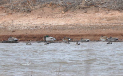 Mallards, Ruddy Ducks and Gadwalls
seeking shelter from the north wind
on the south side of a reservoir island