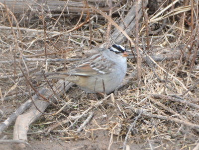This White-crowned Sparrow 
had just gotten a drink at the edge of the canal.
Hackberry Flat WMA