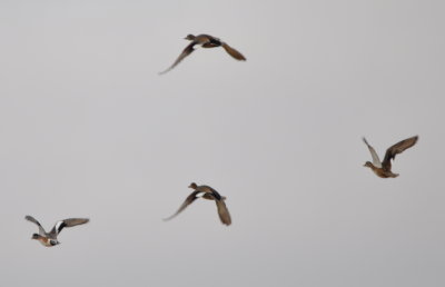 American Wigeon (left) and Gadwalls taking off from a small pond