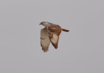Immature Ferruginous Hawk
hovering over a field near the Burrowing Owl mound