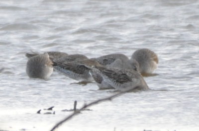 Dowitchers
BD: dark feather centers on coverts and tertials and 
gray wash below the wing indicate Long-billed
