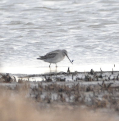 Long-billed Dowitcher
BD: supercilium not strongly arched,
chin and upper neck not notably pale,
very long bill
