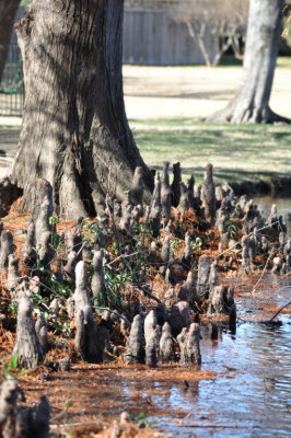 Bald Cypress knees at the edge of Country Brook Pond
