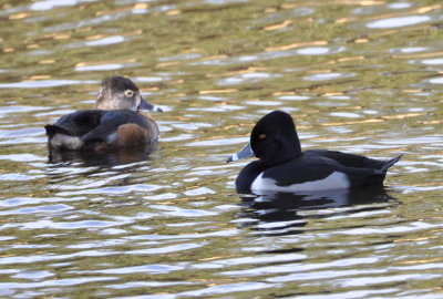 Female and Male Ring-necked Duck