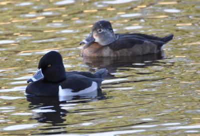 Male and female Ring-necked Duck