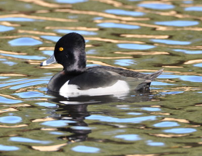Male Ring-necked Duck