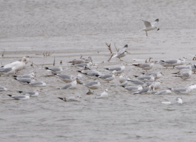 Snow Goose on far left among Ring-billed Gulls, including one in flight with something in its bill
at Lake Overholser in the NE corner