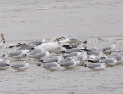 Snow Goose among Ring-billed Gulls
Grin patch, longer bill and rusty stain on head
compared to Ross's, as noted in Sibley