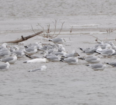 Second (immature) Snow Goose
with body hidden by RB Gull
to the right of first Snow Goose with head down