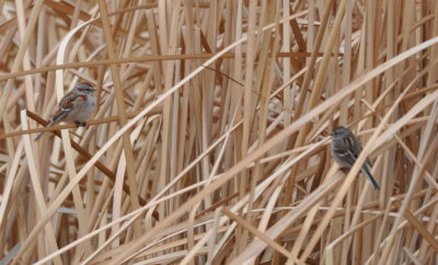 Two of three American Tree Sparrows
in the high grasses along the NE shore
Wing bar, two tone bill, line through eye
