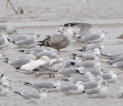 Herring Gull, two Snow Geese and Ring-billed Gulls