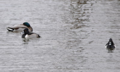 Male Mallard and two Male Ring-necked Ducks
in the canal near 23rd Street