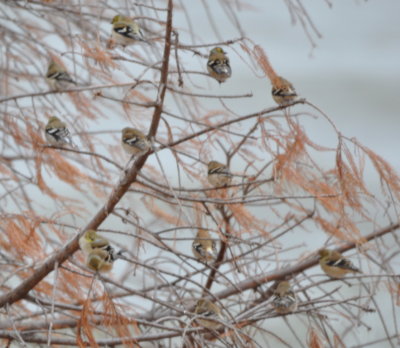 American Goldfinches
that flew up into a Bald Cypress
on the west side of the lake