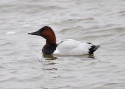 Canvasback
on the west side of the lake
near the fishing pier