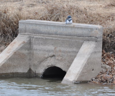 Male Belted Kingfisher
at the Route 66 Park pond
He had just flown to this perch from a tree.