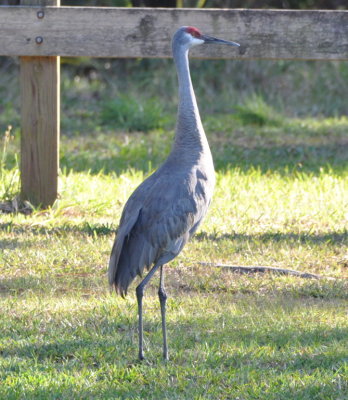 Sandhill Crane
Fox Lake Park, Titusville, FL
This was our first stop after checking in TUESDAY.