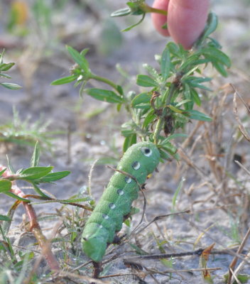 Swallowtail caterpillar
Hatbill Park, St Johns River