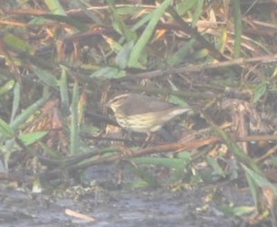 Northern Waterthrush
Hatbill Park, St Johns River, Brevard County, FL