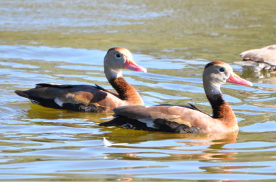 Black-bellied Whistling Ducks
Robinhood Avenue Pond, Titusville, FL