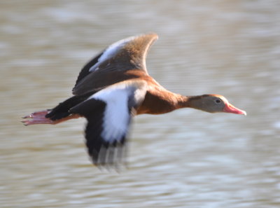 Black-bellied Whistling Duck in flight