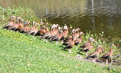 Some of the many Black-bellied Whistling Ducks
at the Robinhood Avenue Pond in Titusville, FL