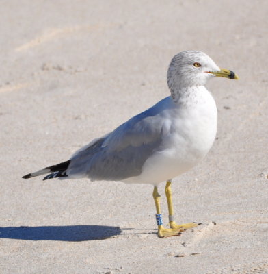 Banded Ring-billed Gull
Canaveral National Seashore