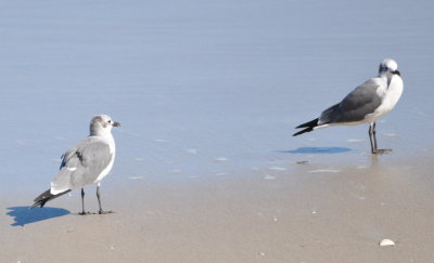 Laughing Gulls
Canaveral National Seashore