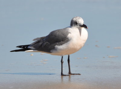 Laughing Gull