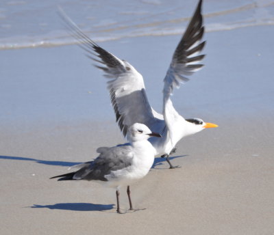 Laughing Gull and Royal Tern
Canaveral National Seashore