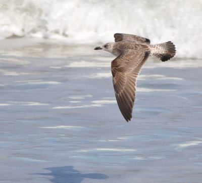 Immature Herring Gull
flying along the shore
Canaveral National Seashore