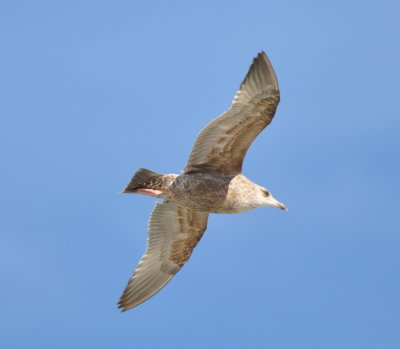 Herring Gull in flight