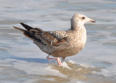 Immature Herring Gull