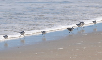 Sanderlings feeding in the surf
Canaveral National Seashore