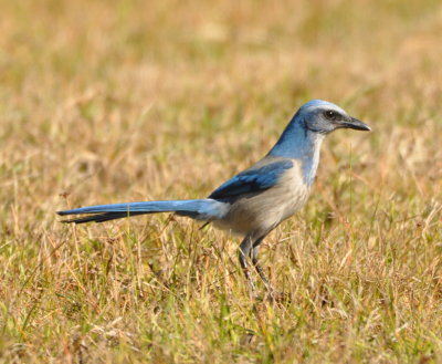 Florida Scrub-Jay
Merritt Island National Wildlife Refuge, FL