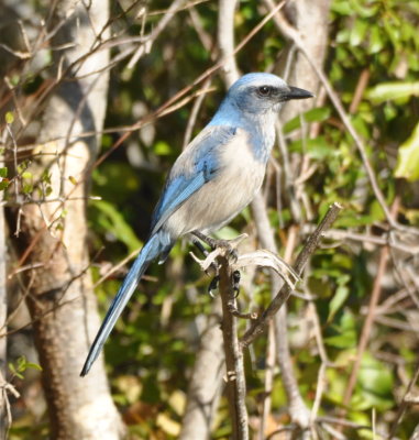 Florida Scrub-Jay