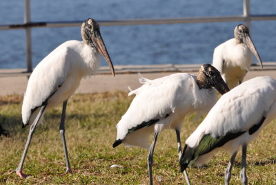 Wood Storks
Parrish Park, Titusville, FL