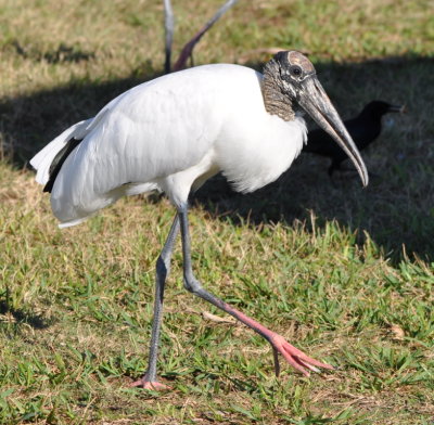 Wood Stork