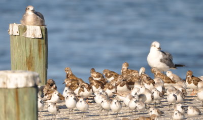 Laughing Gulls, Sanderlings and Ruddy Turnstones
on a pier at Parrish Park, Titusville, FL