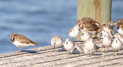 Ruddy Turnstones and Sanderlings