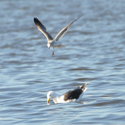 Great Black-backed Gull and one-legged Laughing Gull
in the water at Parrish Park, Titusville, FL