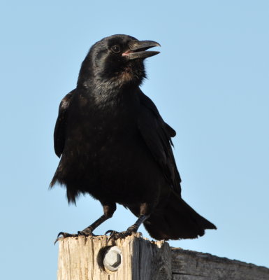 Fish Crow
Parrish Park, Titusville, OK