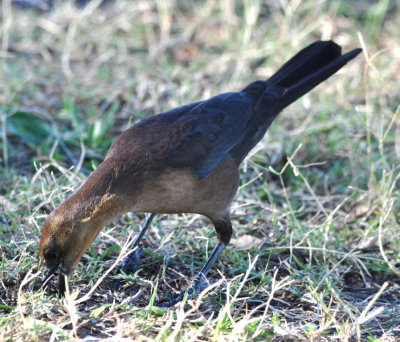 Female Boat-tailed Grackle
Brown eye indicates Florida/Gulf Coast bird