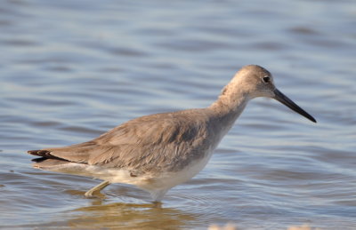 Willet
Parrish Park
