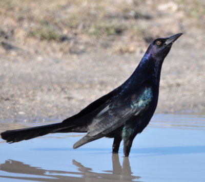 Male Boat-tailed Grackle
Parrish Park, Titusville, FL
Brown eye is typical of Florida/Gulf Coast variety